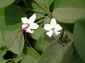Common Glorybower